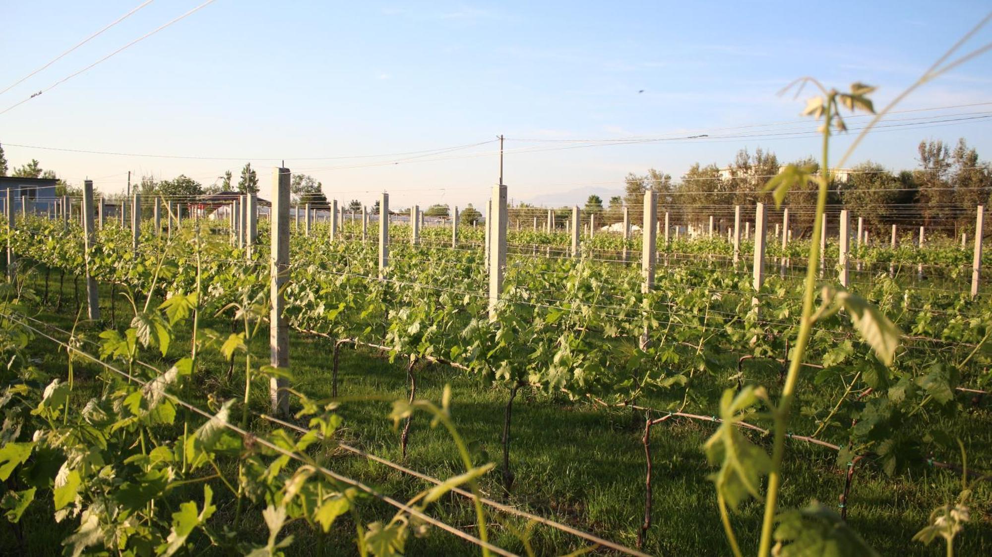 "Per Mik" Cottage In Vineyard ชโคเดอร์ ภายนอก รูปภาพ